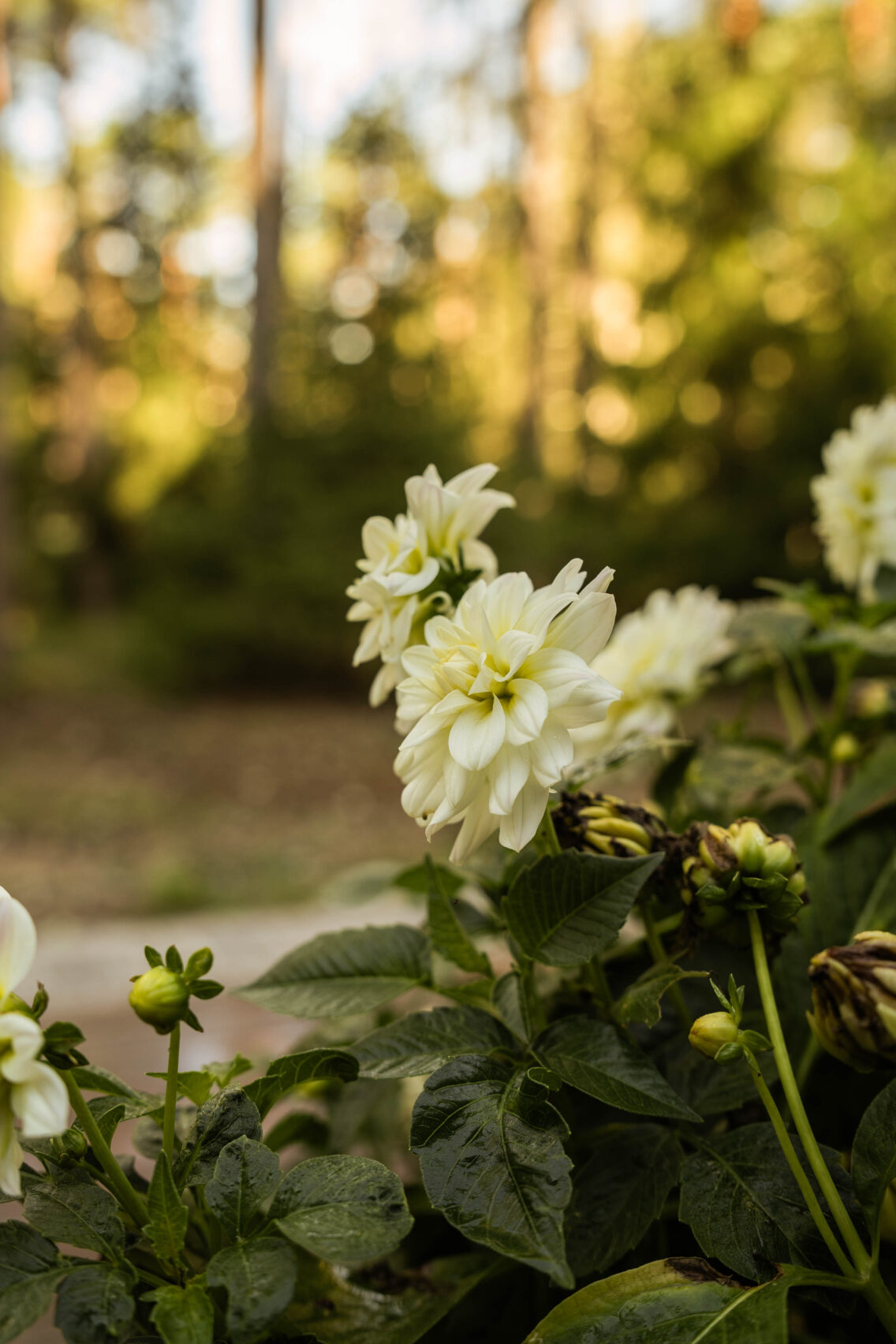 My Cottage Mornings!