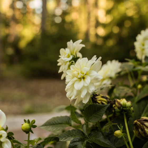 My Cottage Mornings!