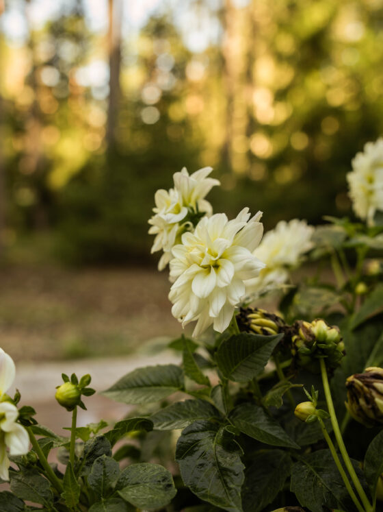 My Cottage Mornings!